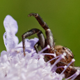 Xysticus sp.